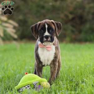 Lacy, Boxer Puppy